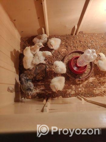 ব্রাহামা মুরগির বাচ্চা