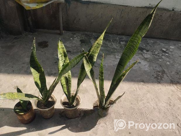 স্নেক প্ল্যান্ট।