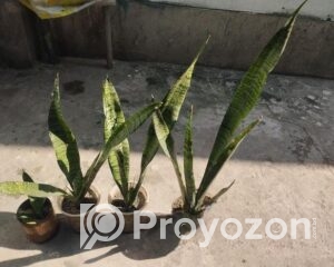 fitted-45_2025-12-14_09-51-56