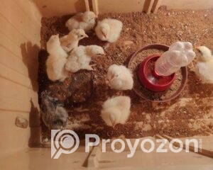 fitted-46_2025-12-09_10-59-44