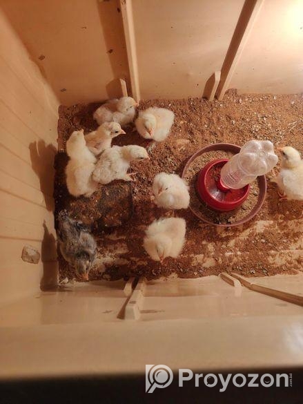 ব্রাহামা মুরগির বাচ্চা