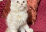 Persian Kitten Female