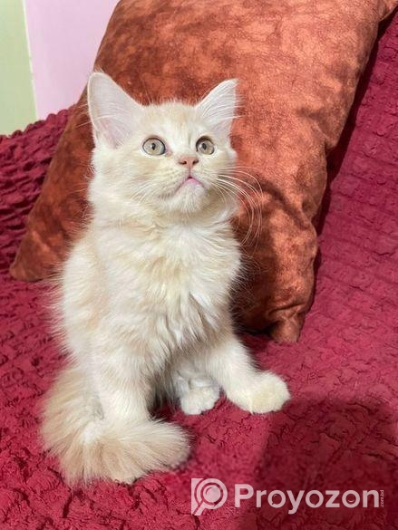 Persian Kitten Female