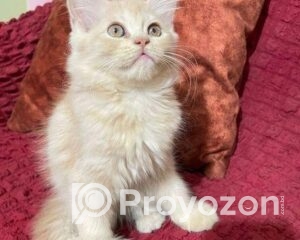 fitted-46_2025-12-14_10-01-25