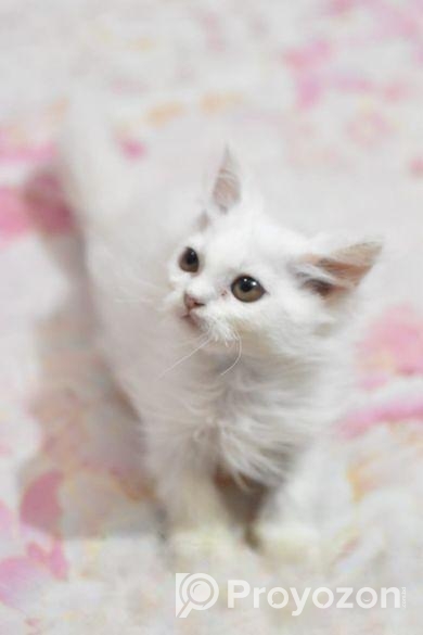 পারসিয়ান বিড়াল