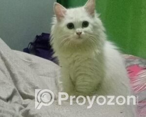 fitted-48_2025-12-07_10-42-49