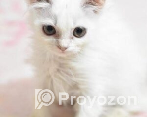 fitted-48_2025-12-10_09-25-20