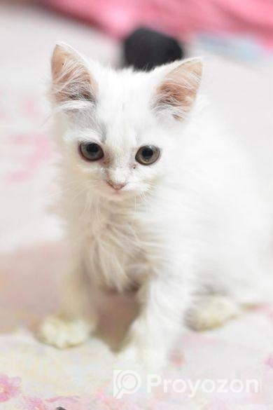 পারসিয়ান বিড়াল