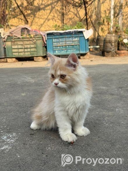 Persian Cat