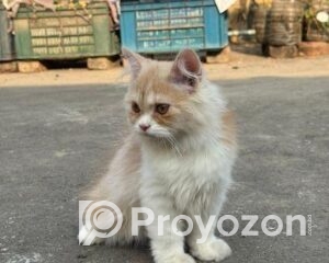 fitted-48_2025-12-14_10-02-36