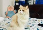 Parsian Cat Male