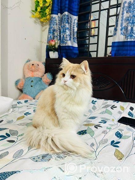 Parsian Cat Male