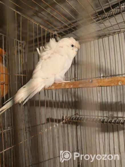 Running Jp Df Female