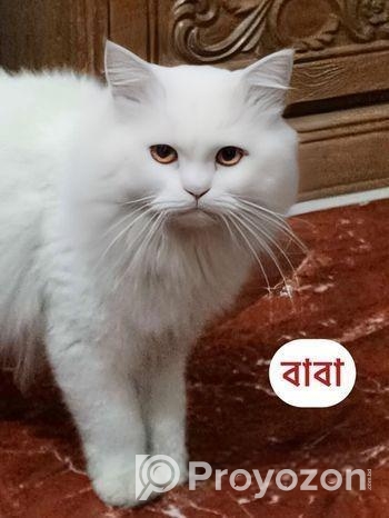 Pure Treditional Persian (Female)