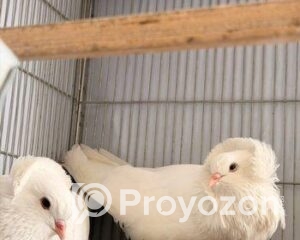 fitted-4_2025-12-07_10-07-41