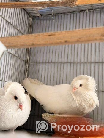 High Quality Bombay Pigeon