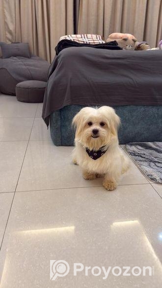 Name Milo Age 1year Food Chicken Boiled And Cat Potty Trained