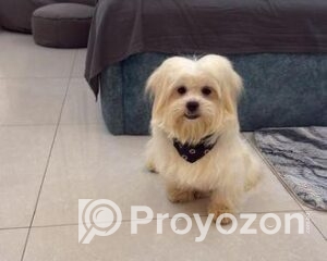 fitted-4_2025-12-10_09-30-02