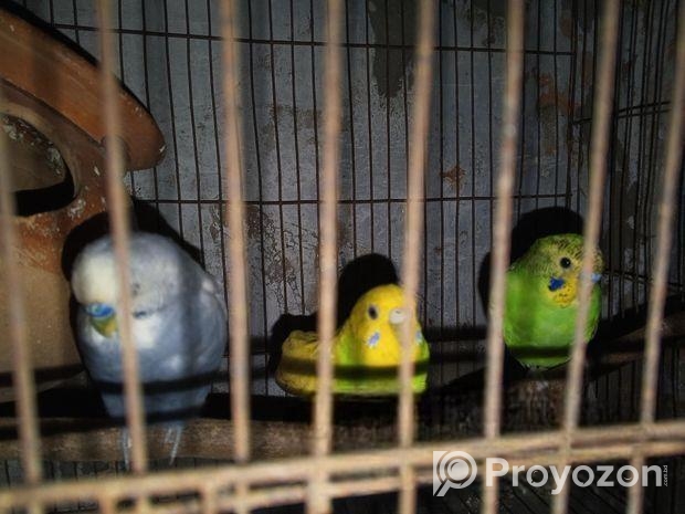 বাজিগর পাখি