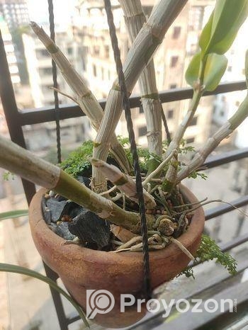 ৩ টা হাইব্রিড ডেনড্রোবিয়াম অর্কিড