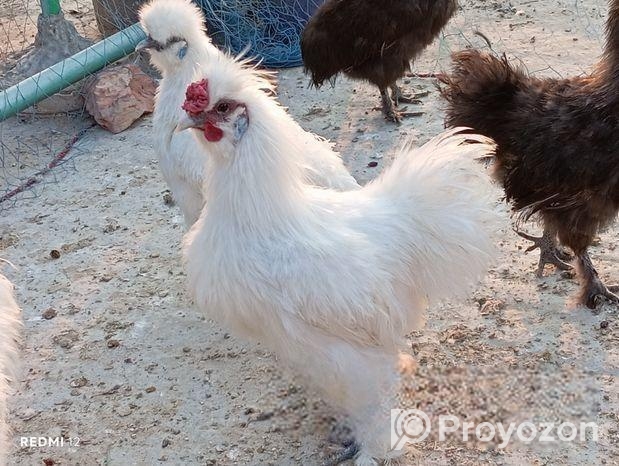 রানিং সিল্ক ফাইটার বাহোমা