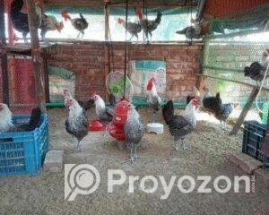 fitted-4_2025-12-21_09-58-30