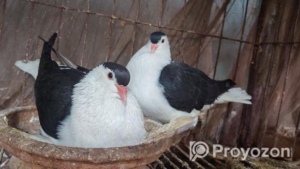 লাহোর কবুতর