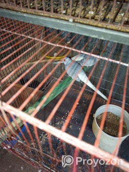 সাদা জাবা পাখি