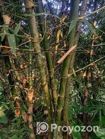 বাঁশ(পাকা)