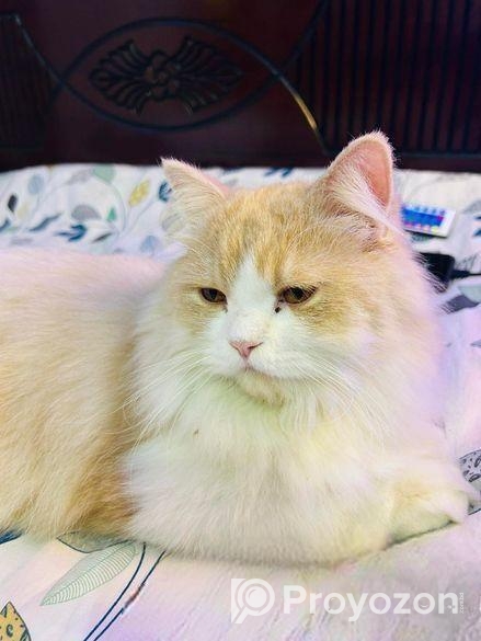 Parsian Cat Male