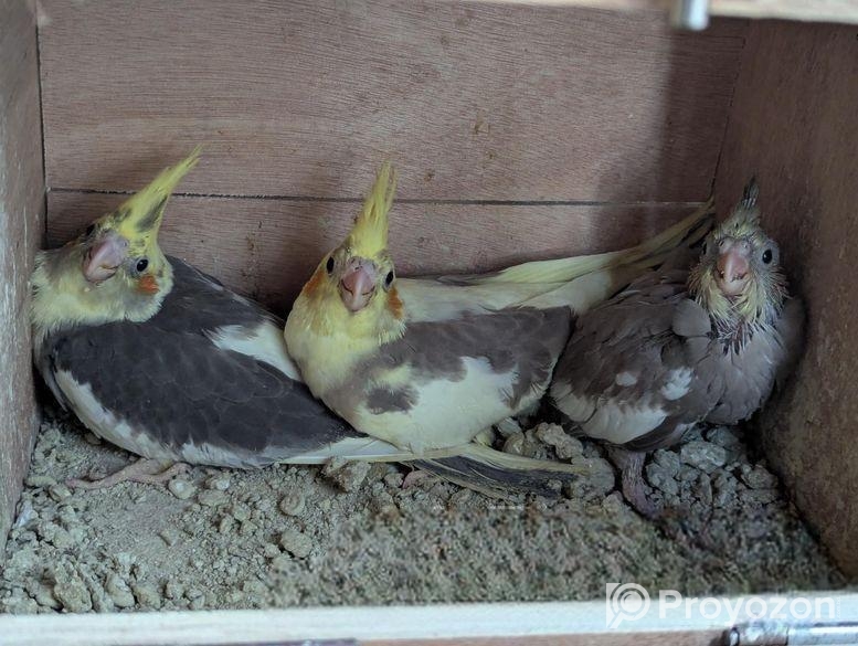 ককাটেল পাখি বিক্রি করা হবে