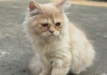Persian Cat