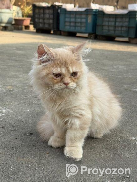 Persian Cat