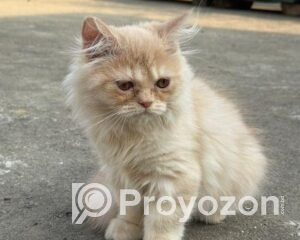 fitted-50_2025-12-14_10-04-03