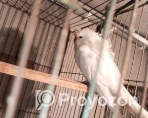 fitted-50_2025-12-31_10-14-09