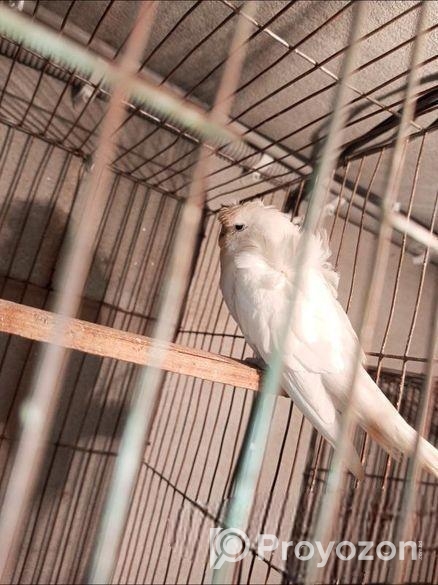 Running Jp Df Female