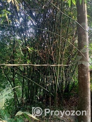 বাঁশ(পাকা)