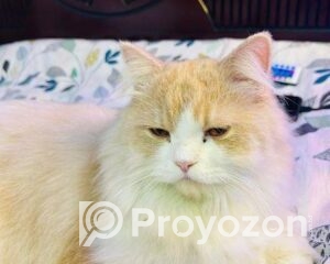 fitted-51_2025-12-10_09-28-51