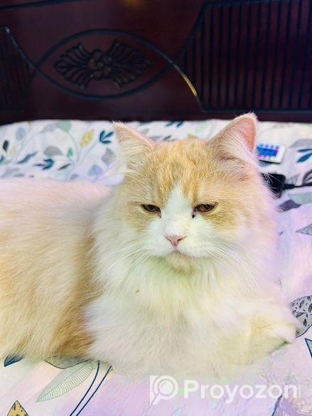Parsian Cat Male