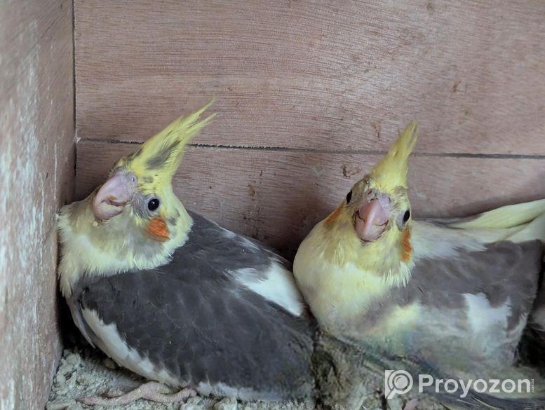 ককাটেল পাখি বিক্রি করা হবে