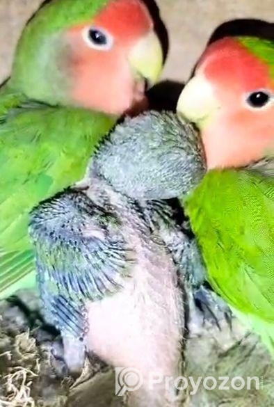 লাভ বার্ড বিক্রি করে দেব