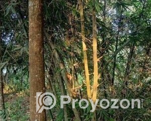 fitted-52_2025-12-06_10-09-40