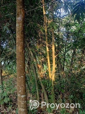 বাঁশ(পাকা)