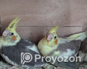 fitted-52_2025-12-14_09-37-30