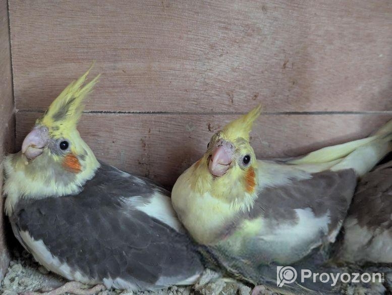 ককাটেল পাখি বিক্রি করা হবে