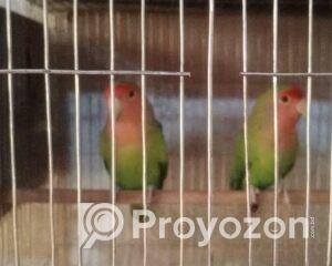 fitted-52_2025-12-31_10-16-41