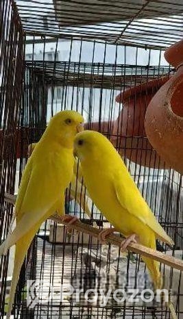 লুটিনো রেড আই বাজিগর