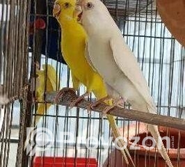 fitted-57_2025-12-14_09-44-00