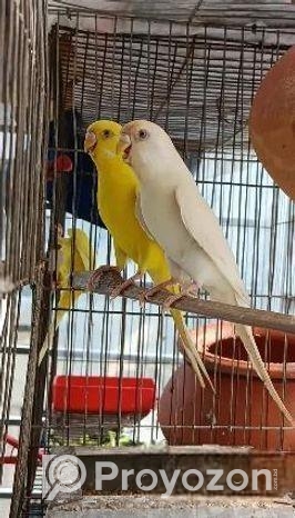 লুটিনো রেড আই বাজিগর