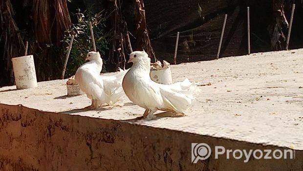 লক্ষা কবুতর বিক্রি